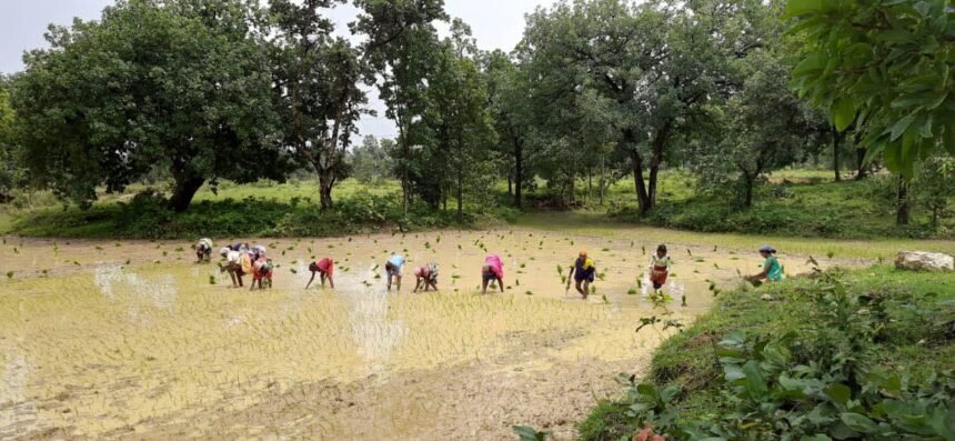 वन भूमि को फाइन धान के पौधो से संवारा फुलवारी ने, दूसरों को भी दे रही रोजगार
