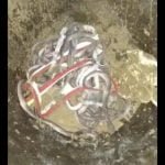 घर में खुदाई के दौरान एक के बाद एक निकले कोबरा के 17 बच्चे, कई अंडे भी मिले