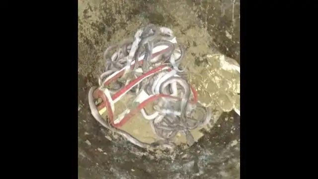 घर में खुदाई के दौरान एक के बाद एक निकले कोबरा के 17 बच्चे, कई अंडे भी मिले