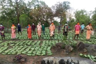 कोरोना संकट के बावजूद जमकर बरसा हरा सोना : लक्ष्य के विरुद्ध अब तक 58 प्रतिशत तेंदूपत्ते का संग्रहण : संग्राहकों को 389 करोड़ रुपए की आय