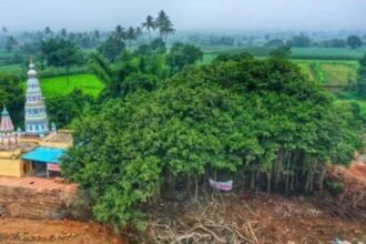 रंग लाई ग्रामीणों की मेहनत, 400 साल पुराने पेड़ के लिए गडकरी ने बदला हाईवे का नक्शा