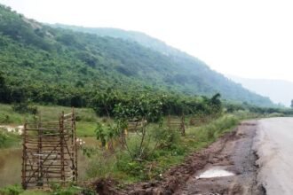 Complete planting of 31 thousand saplings in 111 km of Bilaspur forest