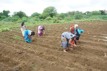 Yashwant grass is being planted in urban Gowthan