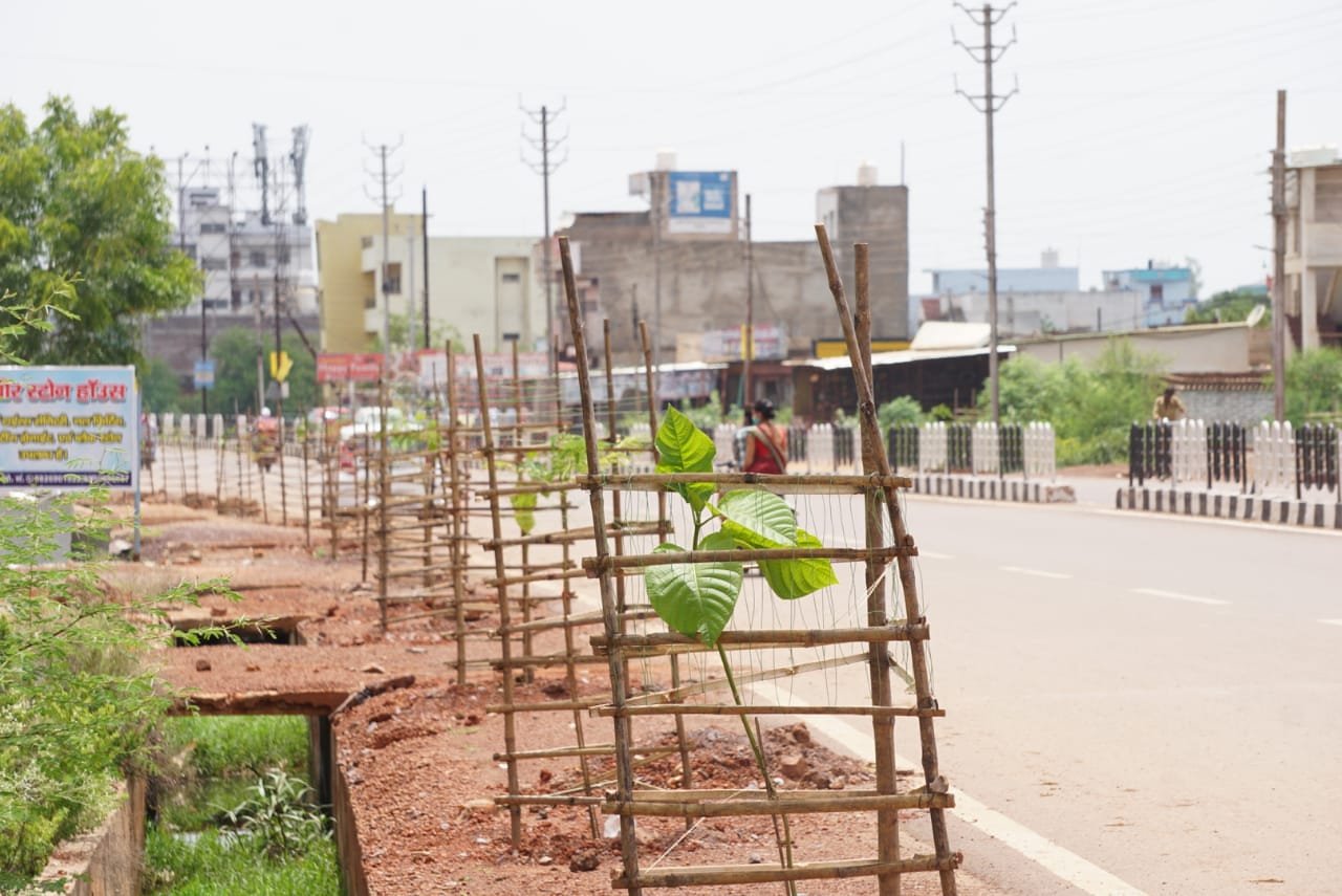 Plantation done in the city to increase the beauty