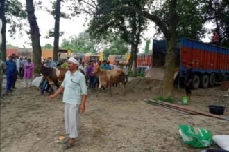 छह ट्रकों पर लदे 154 मवेशी कराए गए मुक्त, 11 तस्कर गिरफ्तार