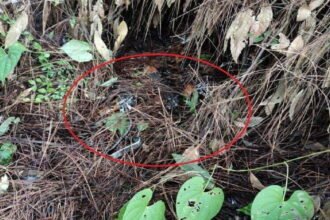 राजोरी में सुरक्षाबलों को बड़ी कामयाबी, तीन आतंकी गिरफ्तार, गोला-बारूद और हथियार बरामद