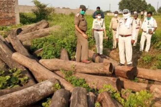 वन विभाग की बड़ी कार्रवाई : चार लाख रूपए से अधिक मूल्य के 78 नग साल लटठा जप्त