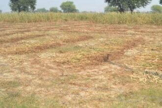 हाथरस केस: सबूत देने के चक्कर में सूख रही आठ बीघा फसल, अब सरकार से मांगा मुआवजा