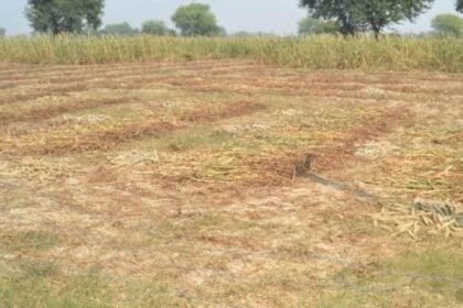 हाथरस केस: सबूत देने के चक्कर में सूख रही आठ बीघा फसल, अब सरकार से मांगा मुआवजा