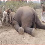 कान्हा से भटके हाथी की सूंड बिजली के तारों में फंसी थी, आठ घंटे तड़पने के बाद तोड़ा दम