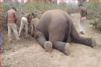 कान्हा से भटके हाथी की सूंड बिजली के तारों में फंसी थी, आठ घंटे तड़पने के बाद तोड़ा दम