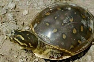 बंगाल ले जा रहे थे 25 सौ से ज्यादा कछुए, कीमत लगभग एक करोड़, तस्कर गिरफ्तार