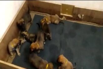 आईटीबीपी को मिले मलिनियोस नस्ल के 17 पिल्ले, ओसामा को मारने के लिए ली गई थी इनसे मदद