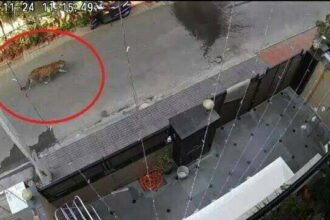 पॉश इलाके में टहलता दिखा तेंदुआ, लोगों में हड़कंप, देखें Video