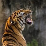बाघों की आबादी दोगुनी करने के लिए पीलीभीत रिजर्व को मिला ग्लोबल अवॉर्ड