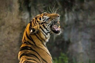 बाघों की आबादी दोगुनी करने के लिए पीलीभीत रिजर्व को मिला ग्लोबल अवॉर्ड