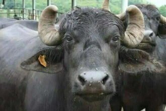 MP गजब है: सचिन तेंदुलकर मार्ग पर भैंस ने कर दिया गोबर, मालिक को देना पड़ा 10,000 रुपए का जुर्माना