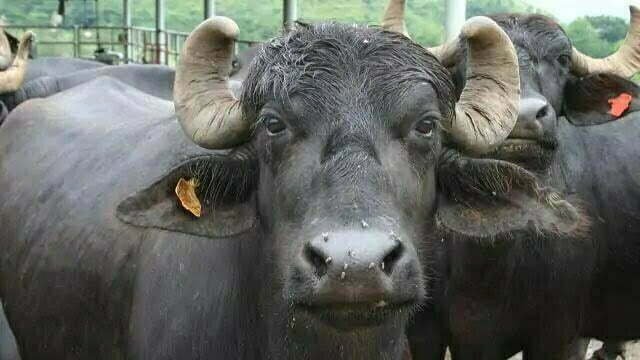 MP गजब है: सचिन तेंदुलकर मार्ग पर भैंस ने कर दिया गोबर, मालिक को देना पड़ा 10,000 रुपए का जुर्माना