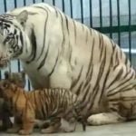 भारत में यहां बनने जा रहा है दुनिया का सबसे बड़ा चिडिय़ाघर, दुनियाभर के जानवर होंगे इसमें