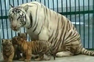 भारत में यहां बनने जा रहा है दुनिया का सबसे बड़ा चिडिय़ाघर, दुनियाभर के जानवर होंगे इसमें