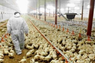 Government alert on bird flu, FSSAI said - People should avoid eating