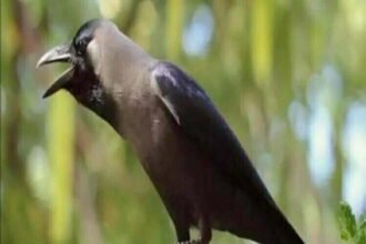 कोरोना संकट के बीच राजस्थान में नया खतरा! 50 कौवों की मौत, प्रशासन ने तत्काल कार्रवाई के लिए उठाए ये कदम