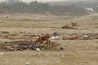 कुत्ते-बिल्लियों के लिए बन रहा श्मशान घाट, अंतिम संस्कार के लिए वजन के हिसाब से देना होगा शुल्क