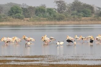 Gidhwa-Parsada bird festival will start from tomorrow