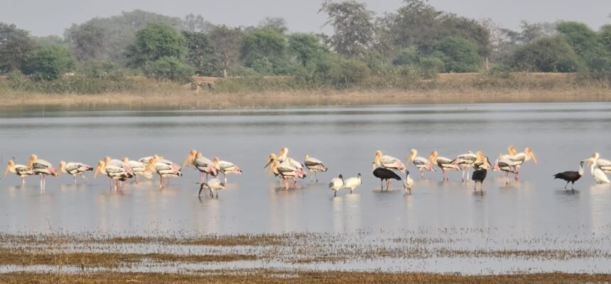 Gidhwa-Parsada bird festival will start from tomorrow