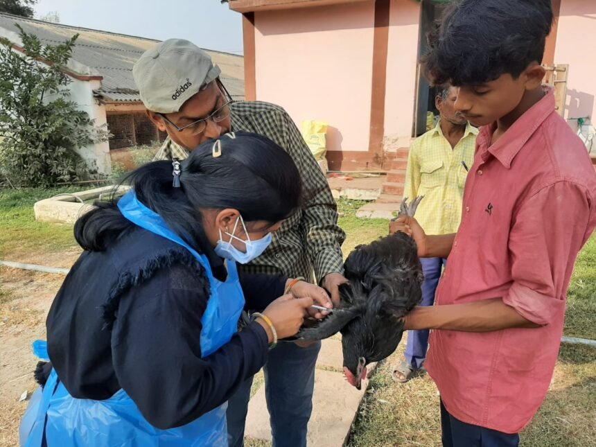 Birdflu in Chhattisgarh… .. Examination of samples taken from