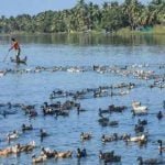 पक्षियों से मानवों तक भी आ सकता है बर्ड फ्लू, भारत में फिलहाल ऐसा मामला नहीं: केंद्रीय मंत्री संजीव बालियान