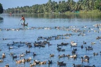 पक्षियों से मानवों तक भी आ सकता है बर्ड फ्लू, भारत में फिलहाल ऐसा मामला नहीं: केंद्रीय मंत्री संजीव बालियान