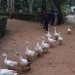 देश भर में लाखों पोल्ट्री पक्षियों की मौत, यूपी बर्ड फ्लू की पुष्टि वाला सातवां राज्य बना