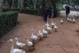 देश भर में लाखों पोल्ट्री पक्षियों की मौत, यूपी बर्ड फ्लू की पुष्टि वाला सातवां राज्य बना