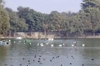 दिल्ली और महाराष्ट्र में भी बर्ड फ्लू ने दे दी दस्तक, अब तक देश के 9 राज्यों में मचा हड़कंप