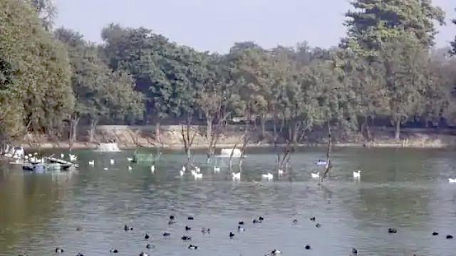 दिल्ली और महाराष्ट्र में भी बर्ड फ्लू ने दे दी दस्तक, अब तक देश के 9 राज्यों में मचा हड़कंप