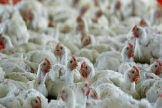 Bird flu knock in Punjab after Haryana, two poultry