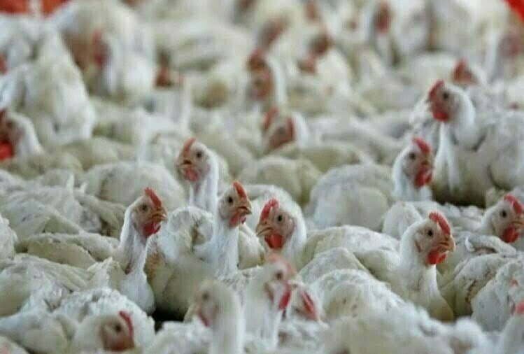 Bird flu knock in Punjab after Haryana, two poultry