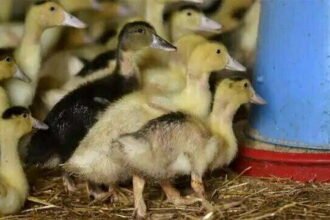 देशभर में हाहाकार मचाने वाला बर्ड फ्लू क्या इंसानों को भी हो सकता है? वैज्ञानिकों ने दिया यह जवाब