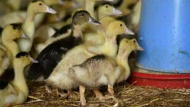 देशभर में हाहाकार मचाने वाला बर्ड फ्लू क्या इंसानों को भी हो सकता है? वैज्ञानिकों ने दिया यह जवाब