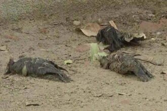 दिल्ली में करीब 200 कौवों की मौत, जांच के लिए भेजे गए सैंपल, पार्क आम लोगों के लिए बंद