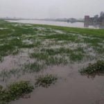 बारिश बनी आफत, 30 फीसदी गेहूं की फसल खराब, किसान परेशान