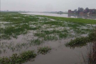 बारिश बनी आफत, 30 फीसदी गेहूं की फसल खराब, किसान परेशान