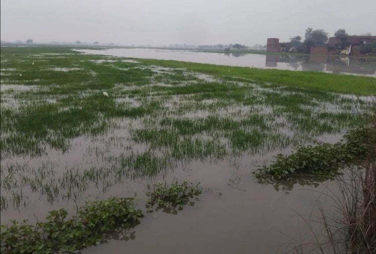 बारिश बनी आफत, 30 फीसदी गेहूं की फसल खराब, किसान परेशान