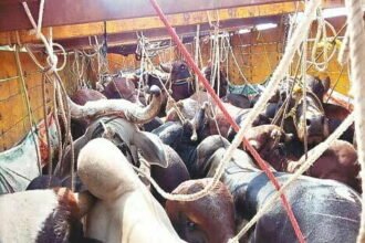 महाराष्ट्र के पालघर में ट्रक से पकड़े 250 मवेशी, तीन के खिलाफ केस