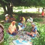 Implementation of Chief Minister Bhupesh Baghel's declaration: Lakh production gets agriculture status