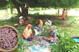 Implementation of Chief Minister Bhupesh Baghel's declaration: Lakh production gets agriculture status