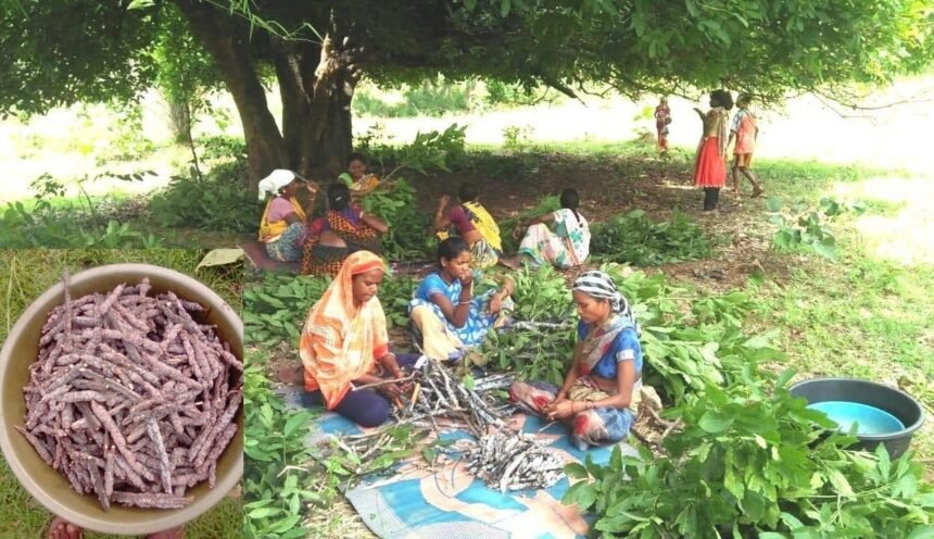 Implementation of Chief Minister Bhupesh Baghel's declaration: Lakh production gets agriculture status