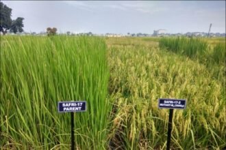 छत्तीसगढ़ में विकसित विभिन्न फसलों की 12 नवीन किस्मों को भारत सरकार की मंजूरी