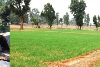 बंजर जमीन पर उम्मीदों के अंकुर : मनरेगा ने 34 एकड़ रकबे को एक फसली से द्विफसली खेतों में बदला